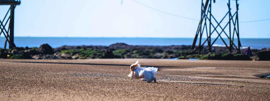 Plages de Loire-Atlantique avec son chien : chien de race bichon havanais courant librement sur l'une des plages de Loire-Atlantique