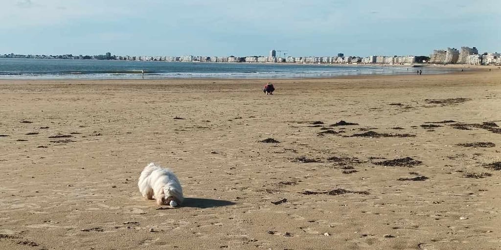 Les plages de Loire-Atlantique avec son chien : chien jouant sur la plage des libraires à Pornichet