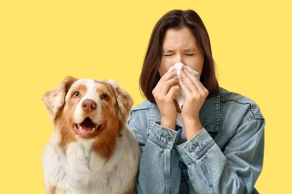 Conseils & vie quotidienne avec son chien : Mon parcours avec mes allergies et la vie avec mes chiens
