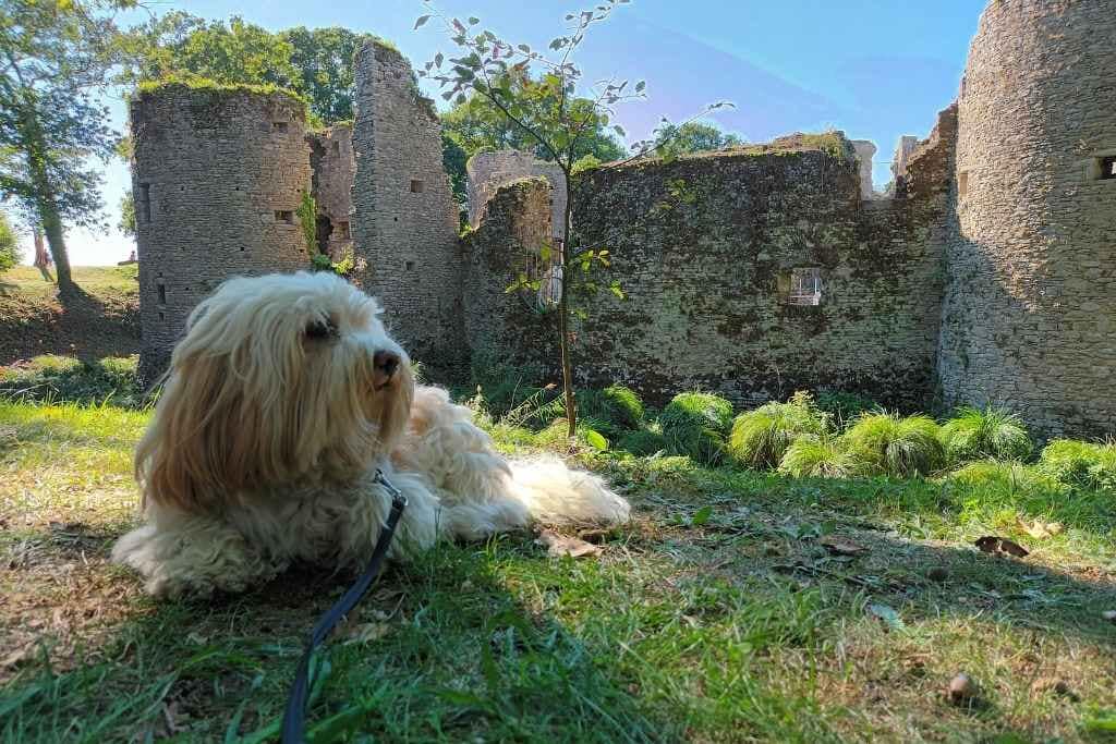 Patrimoine & Sites Culturels avec son chien : bichon havanais allongé devant le château de Ranrouët à Herbignac.