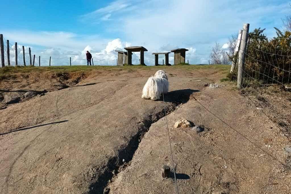 Balades & Randonnées avec son chien :
