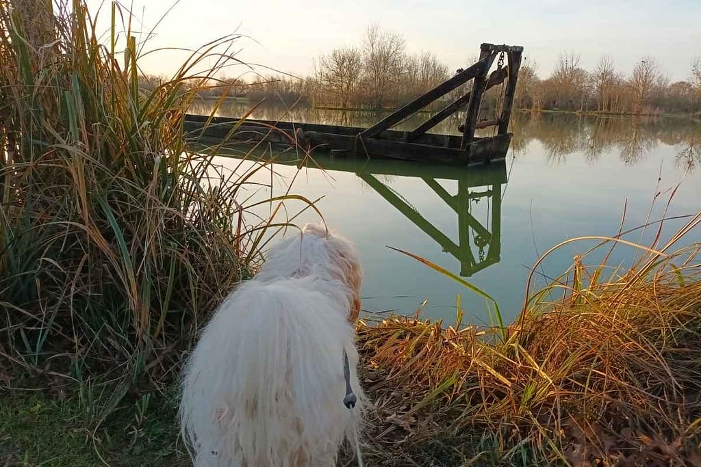 bichon havanais regardant le bateau dévaseur lors de sa balade au plan d'eau de la côte à Cordemais