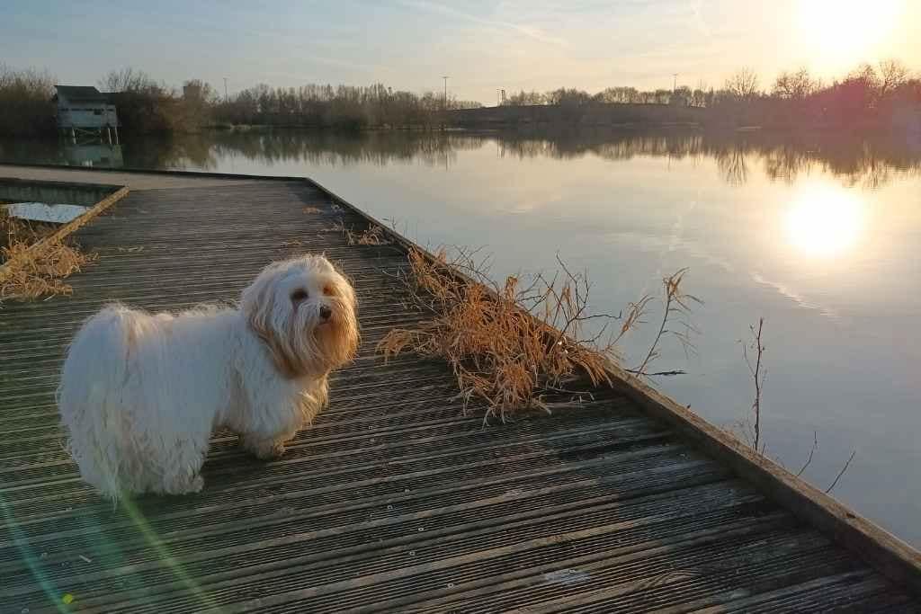Balades & Randonnées avec son chien : chien debout de race bichon havanais sur la passerelle en bois surplombant le plan d'eau de la côte de cordemais, le soleil reflétant en miroir dans l'eau