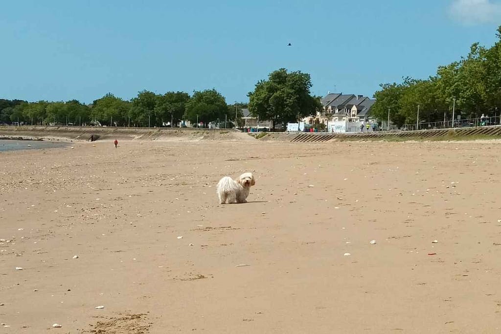 Plages de Loire-Atlantique avec son chien : bichon havanais profitant de la grande plage de Saint-Nazaire autorisées aux chiens toute l'année