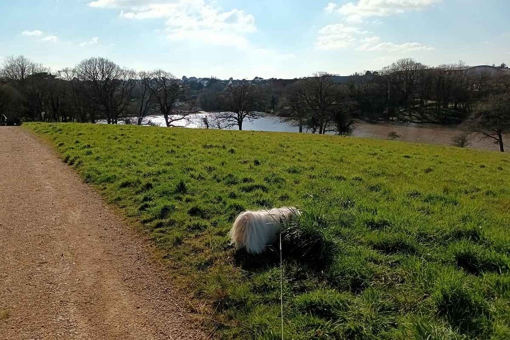 Balades & Randonnées avec son chien : bichon havanais explorant la prairie verdoyante lors de sa promenade à l'étang Saint-Martin à Pornic