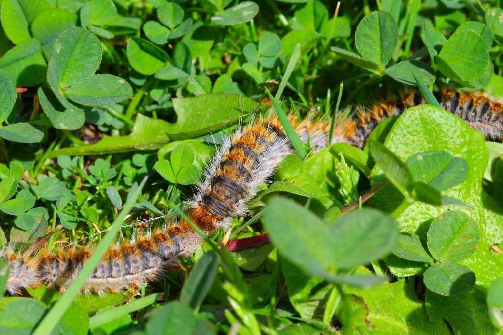 Conseils & vie quotidienne avec son chien : chenilles processionnaires dans l'herbe difficile à voir lors d'une promenade avec son chien