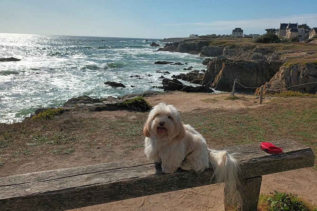 Parcs et Jardins avec son chien : bichon havanais assis sur un banc sur la côte sauvage du Croisic devant le Parc de Penn Avel