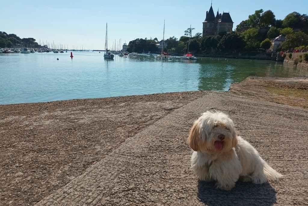 Inspirations & Séjours avec son chien : bichon havanais assis avec en arrière plan le port et le château de Pornic en Loire-Atlantique