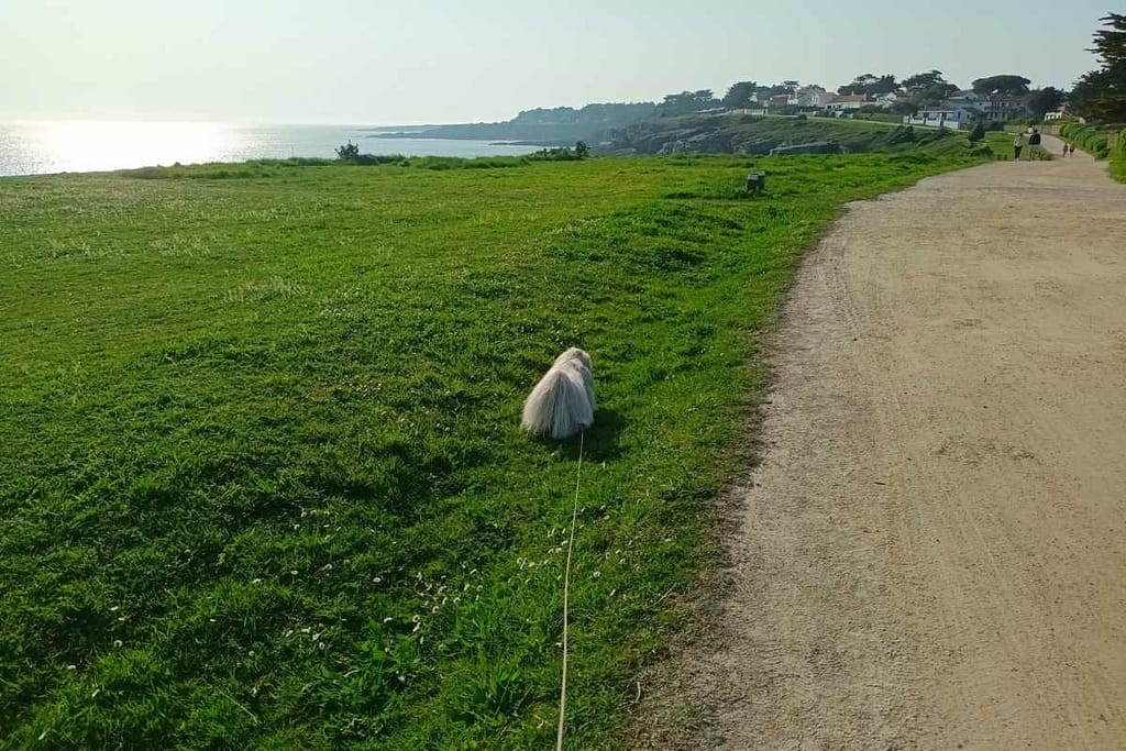 Balades & Randonnées avec son chien : chien explorant le littoral de Préfailles