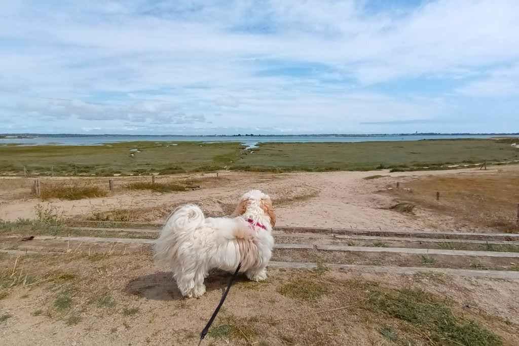 Balades et randonnées avec son chien en Loire-Atlantique : bichon havanais de dos contemplant les dunes et la mer à Pen Bon, La Turballe.