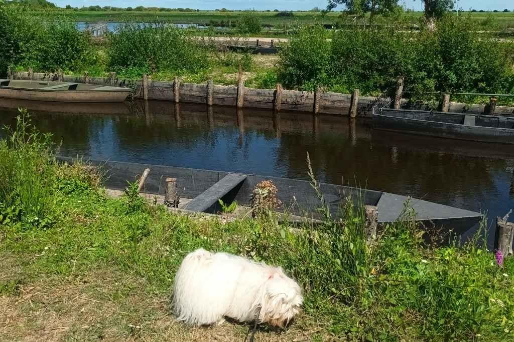 Balades & Randonnées avec son chien :