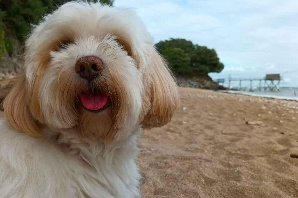 Inspirations et séjours avec son chien : bichon havanais profitant de la plage pendant ses vacances en Loire-Atlantique