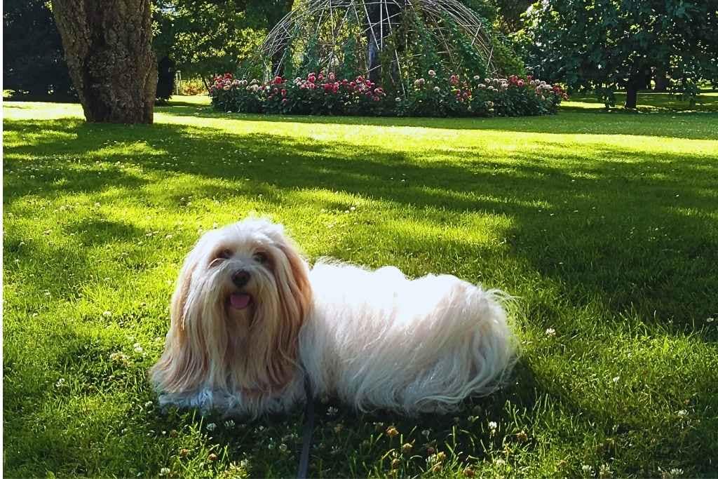 chien de race bichon havanais allongé, langue pendante, dans l'herbe devant un topiaire fleuri