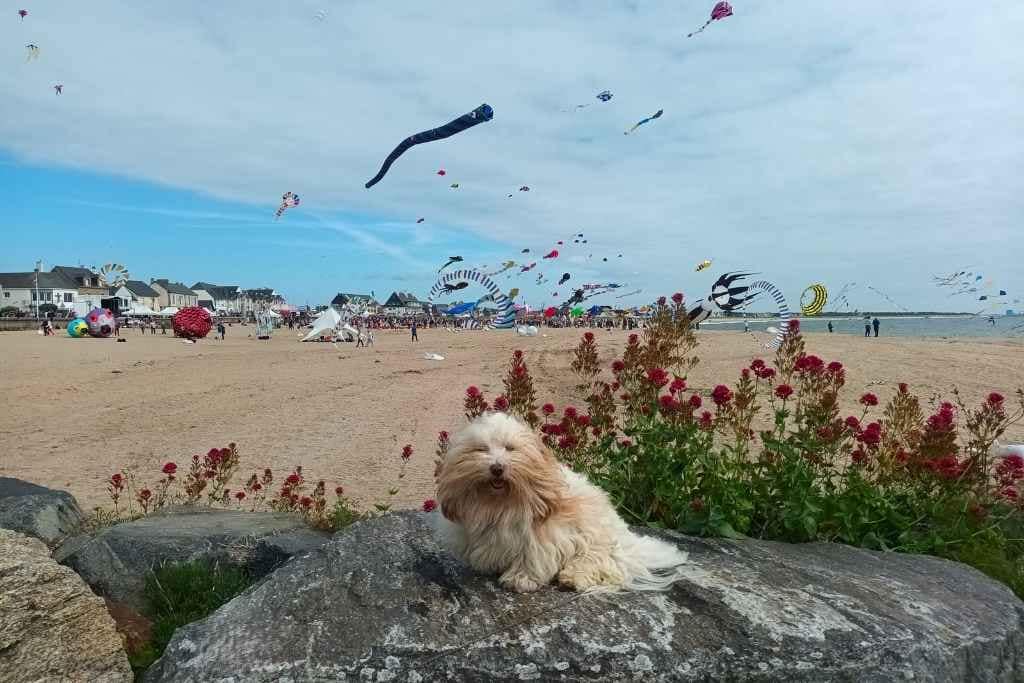Inspirations et séjours avec son chien : bichon havanais posant devant les cerfs-volants de l'évènement Festivents à la Turballe