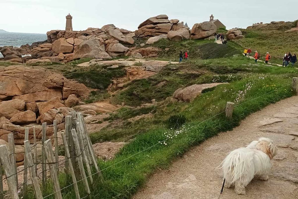 Chien en randonnée sur le GR34, sentier côtier vers le phare de Mean Ruz