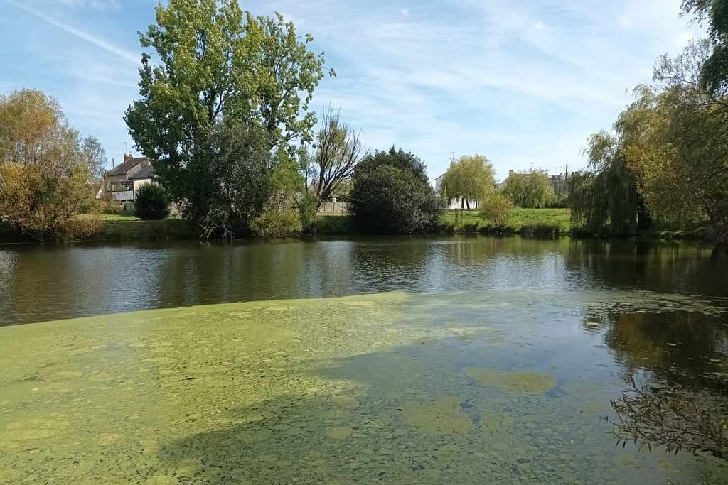 Parcs et Jardins avec son chien : étang de Turbé lors d'une balade chien à Méan Penhouët