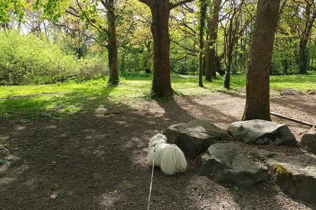 chien reniflant de gros rochers le long d’un sentier du bois d’Avalix à Saint-Nazaire