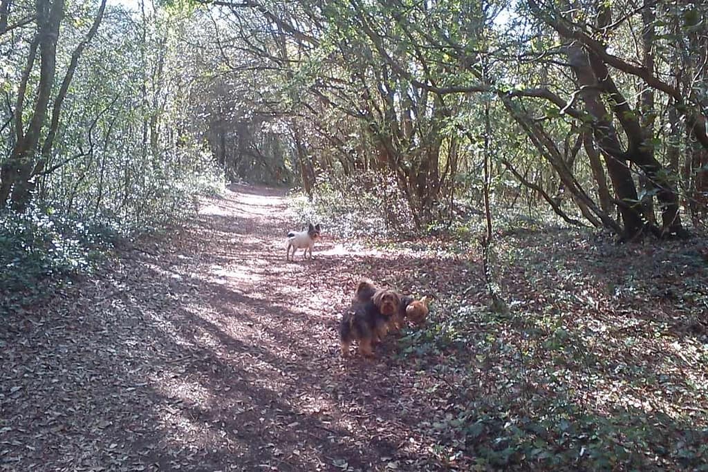 trois chiens en balade dans les Landes de Cavaro à Pornichet, deux d’entre eux reniflant le sentier forestier
