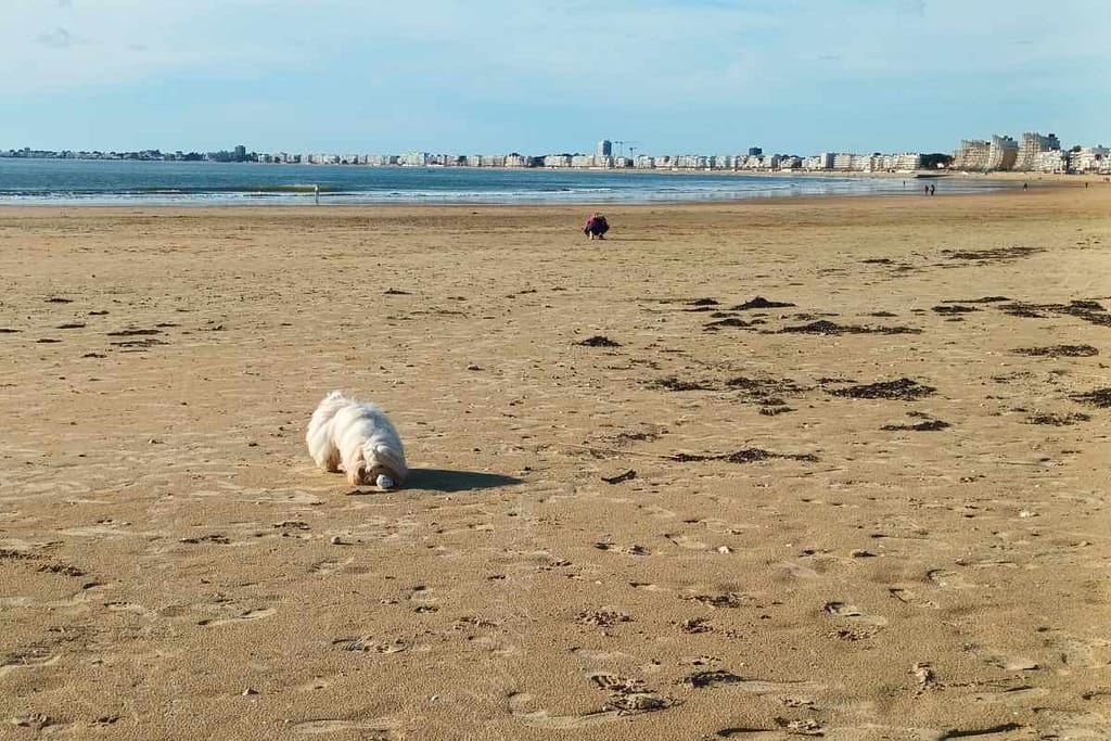 chien reniflant un coquillage sur la plage des Libraires à Pornichet