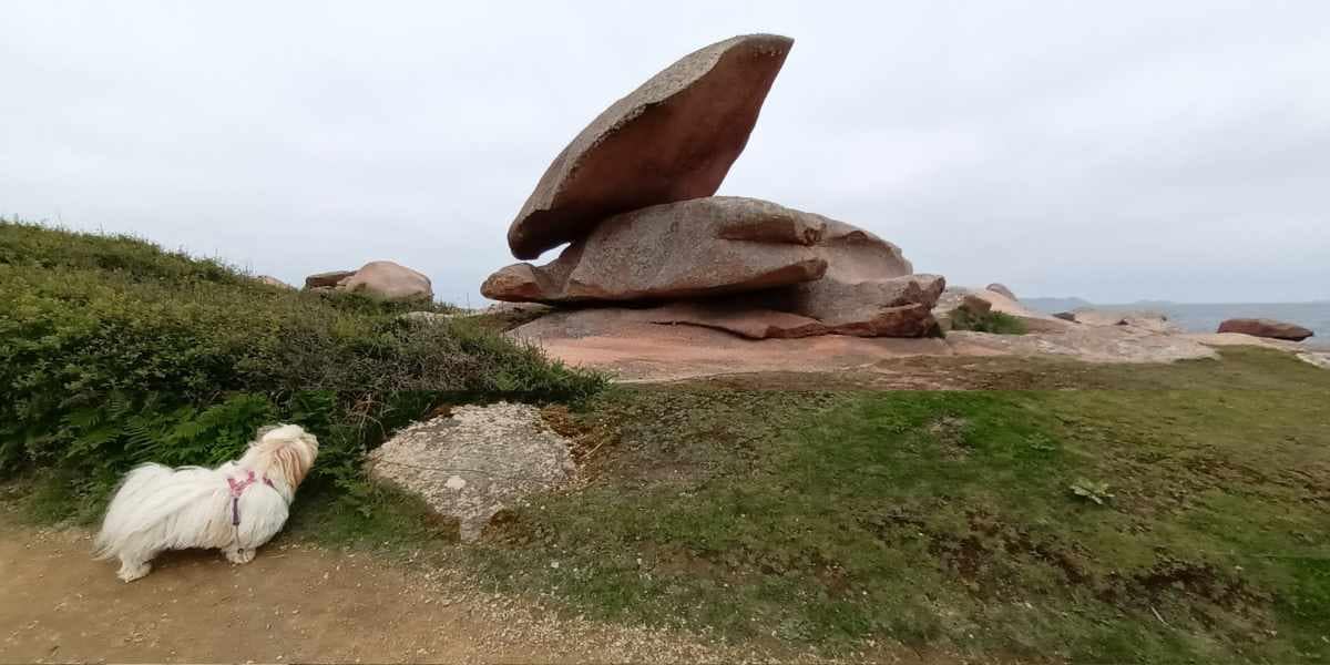 Balades & Randonnées avec son chien : Chien en randonnée sur le GR34, côte de Granit Rose