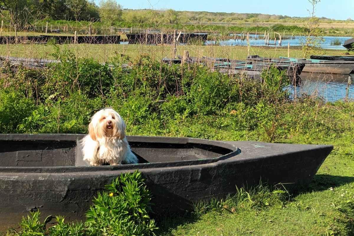 chien de race bichon havanais sur un chaland dans les marais de Brière à Bréca