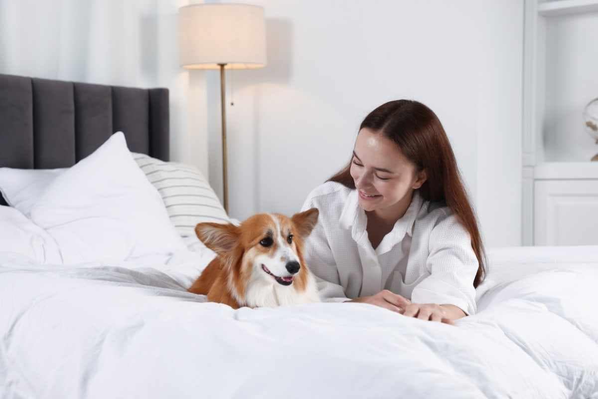 Hôtel avec son chien en Loire-Atlantique : Chambre avec chien au Brit Hôtel Saint-Nazaire Centre Gare
