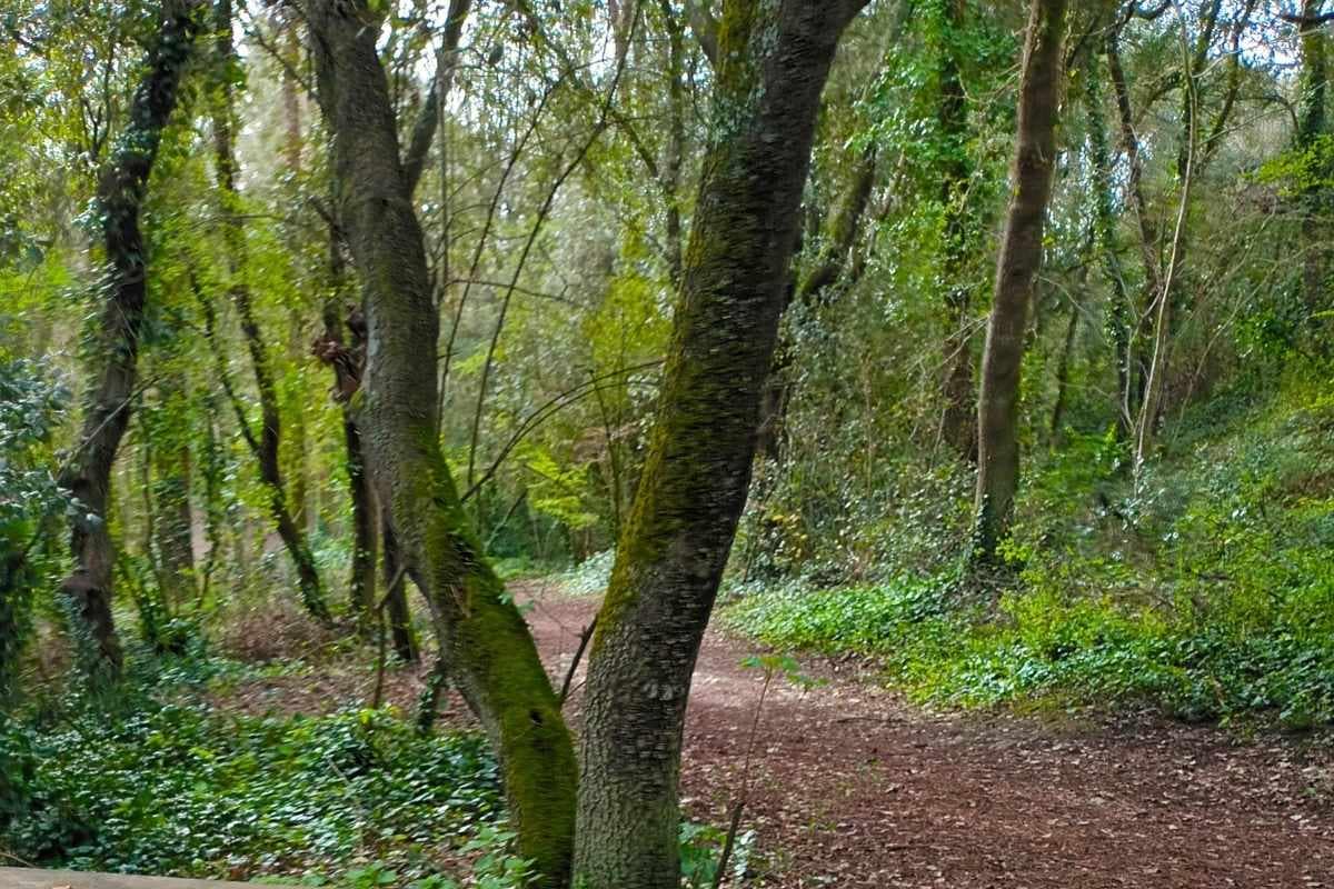 La forêt d’Escoublac : balade avec son chien au Bois d’Amour