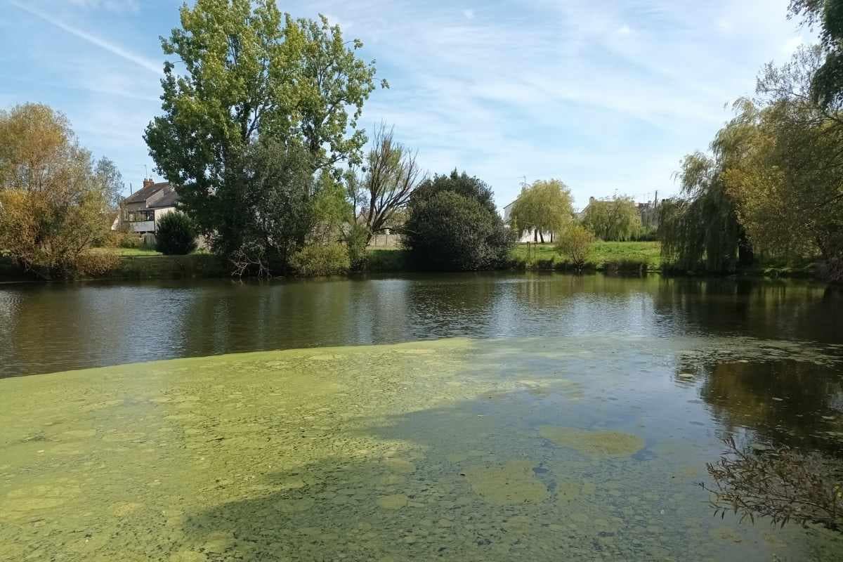 Parcs et Jardins avec son chien : étang de Turbé lors d'une balade chien à Méan Penhouët