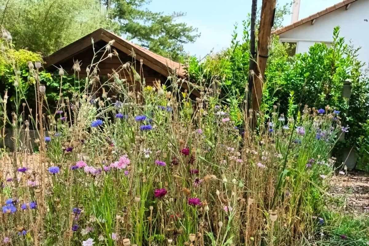 Parcs et Jardins avec son chien : fleurs champêtres du Jardin de Kerarvan à Saint-Marc-sur-Mer