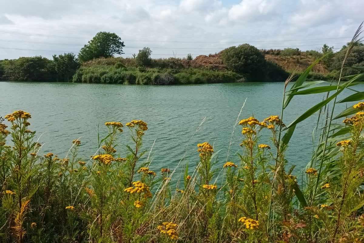 Parcs et Jardins avec son chien : Roselière du parc paysager de la Torre à La Baule-Escoublac, zone humide et biodiversité