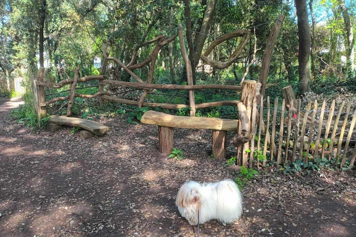 Patrimoine & Sites Culturels avec son chien : chien devant un banc découvrant le Bois des Evens à Pornichet