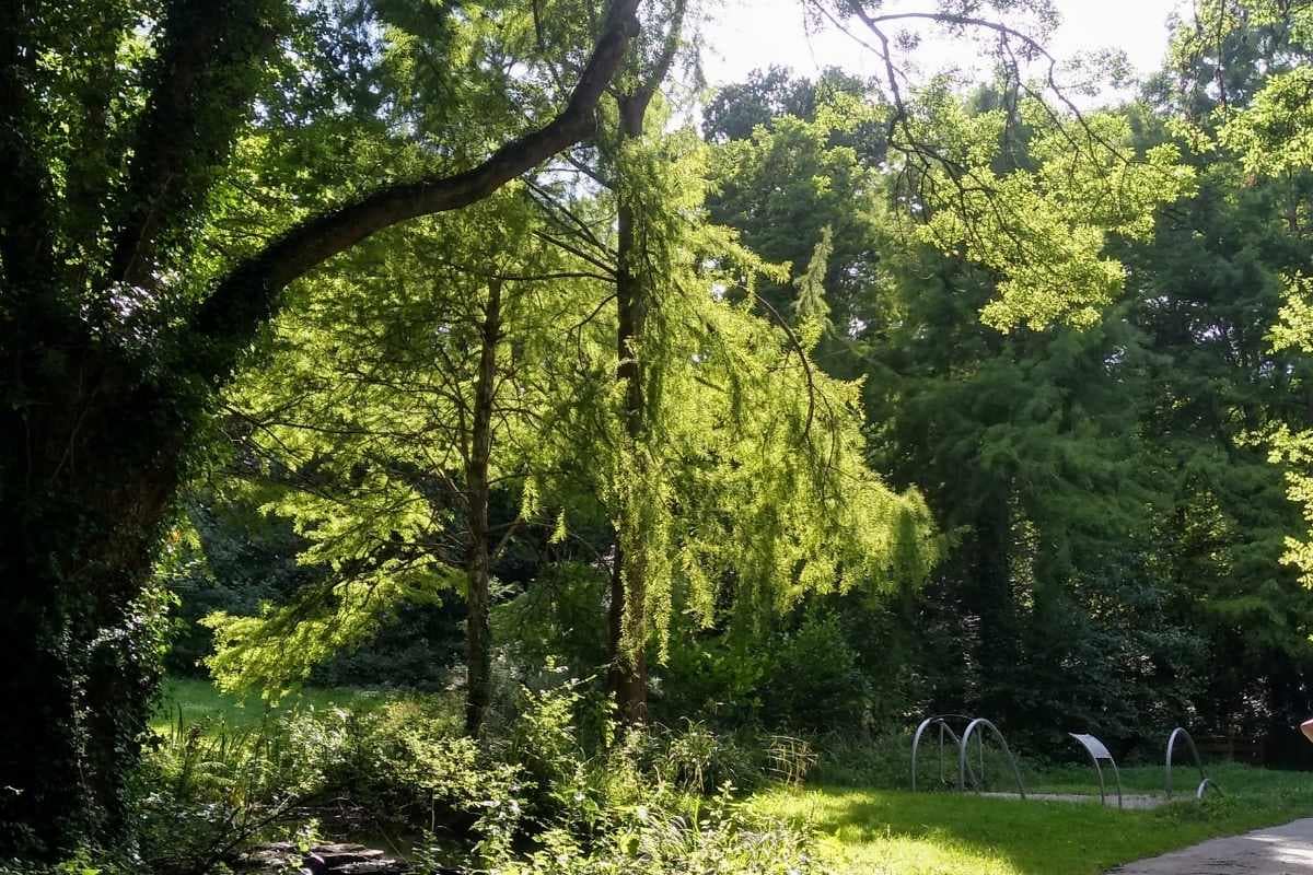 Le bois de Porcé à Saint-Nazaire : une balade nature avec son chien