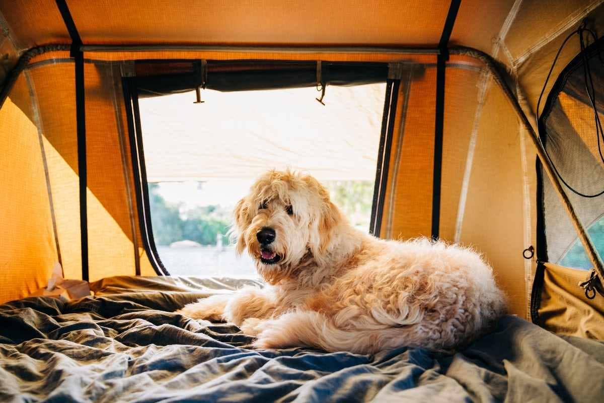 Camping avec son chien en Loire-Atlantique : Mobil-home et emplacements dans le camping Capfun de l’Eve à Saint-Nazaire – chien accepté