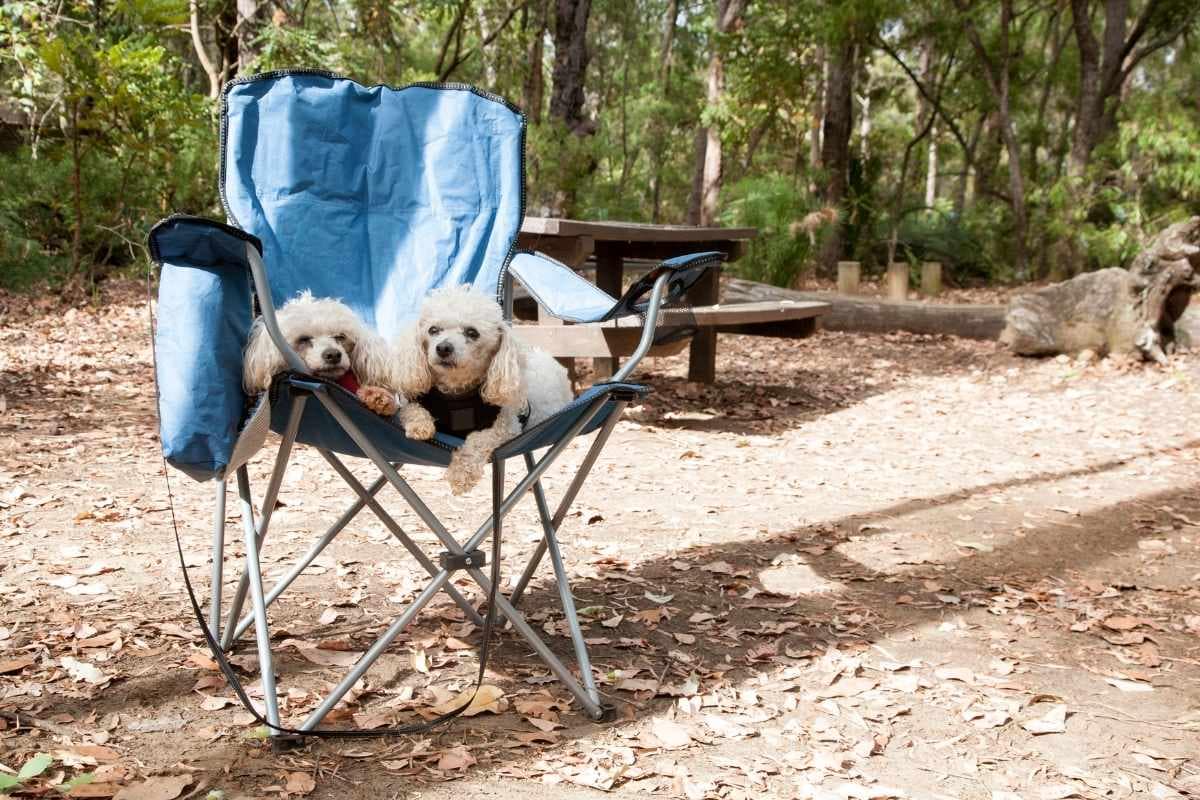 Camping avec son chien en Loire-Atlantique : petits chiens profitant d'un emplacement près de la plage au camping Le Bel Air à Pornichet – chien accepté