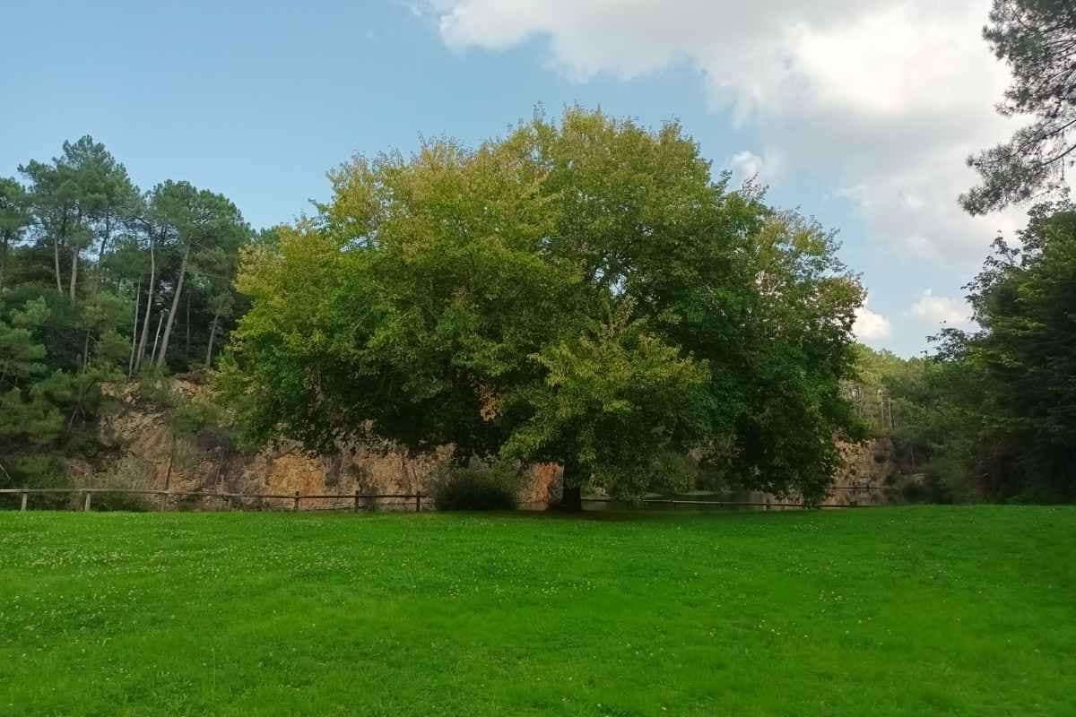 Balades & Randonnées avec son chien :