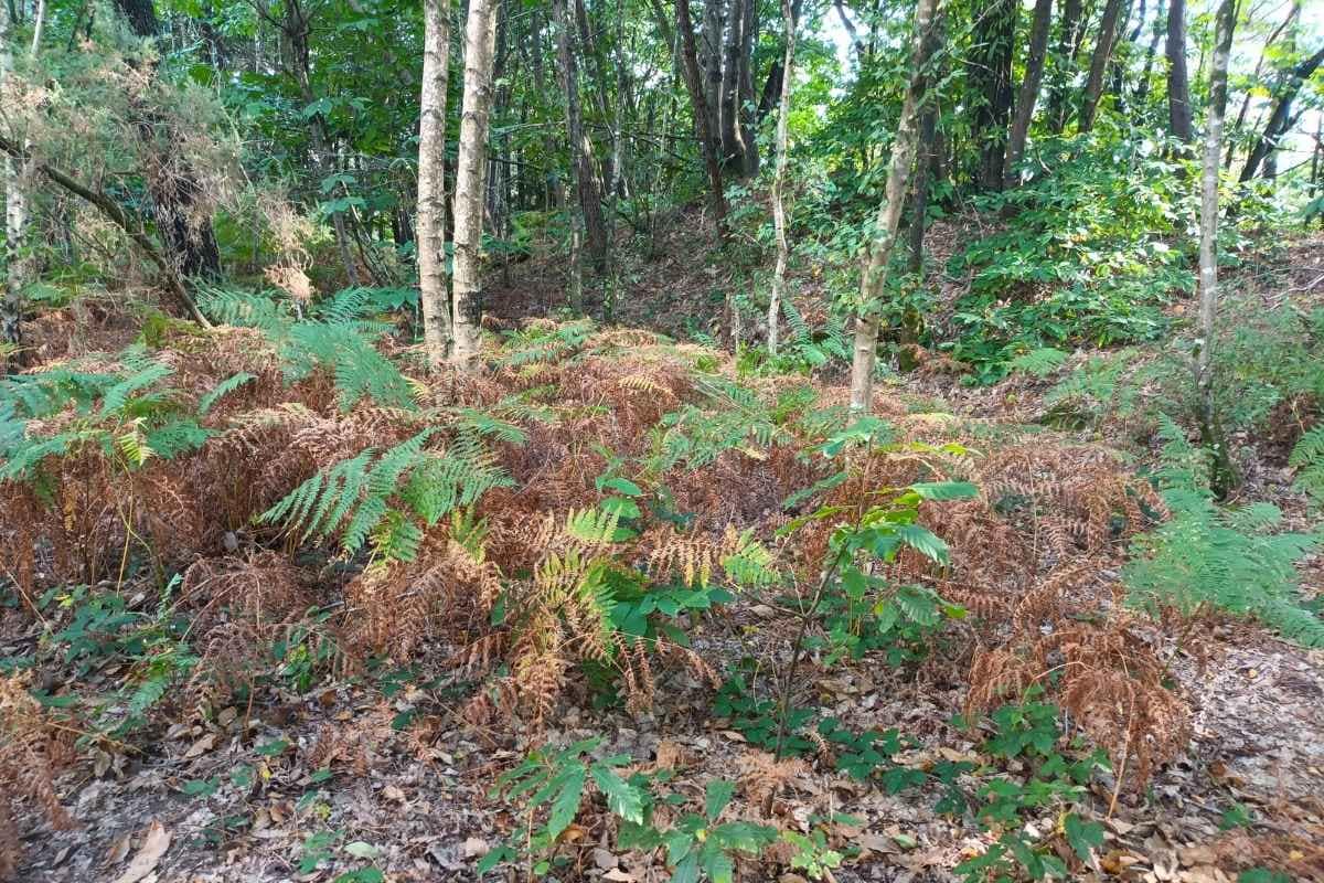 Fougères verte et marron en forêt lors d'une sortie nature avec mon chien Bernugat
