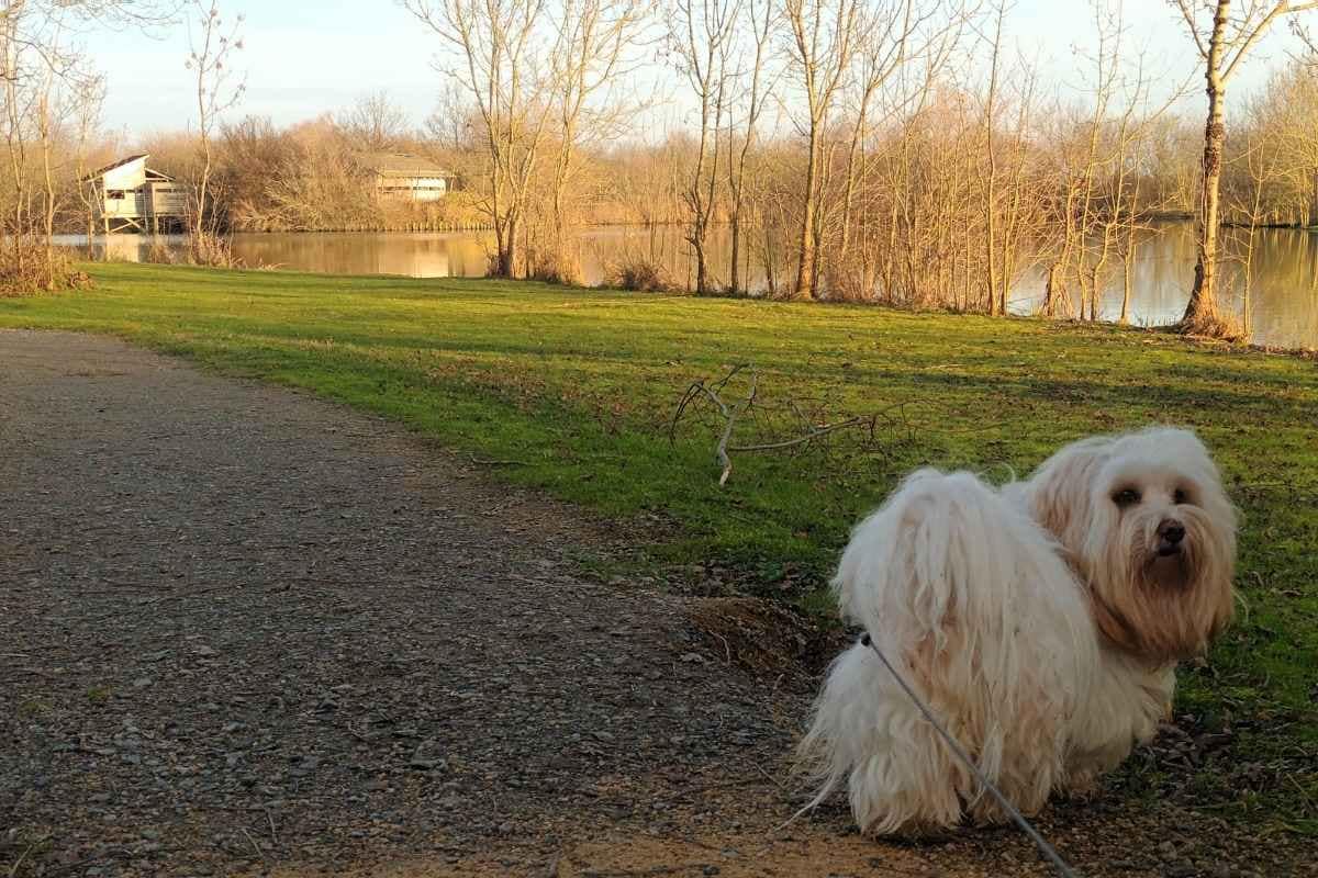 chien de race bichon havanais en balade sur le sentier du plan d'eau de la côte à cordemais avec en second plan l'obsservatoire ornithologique