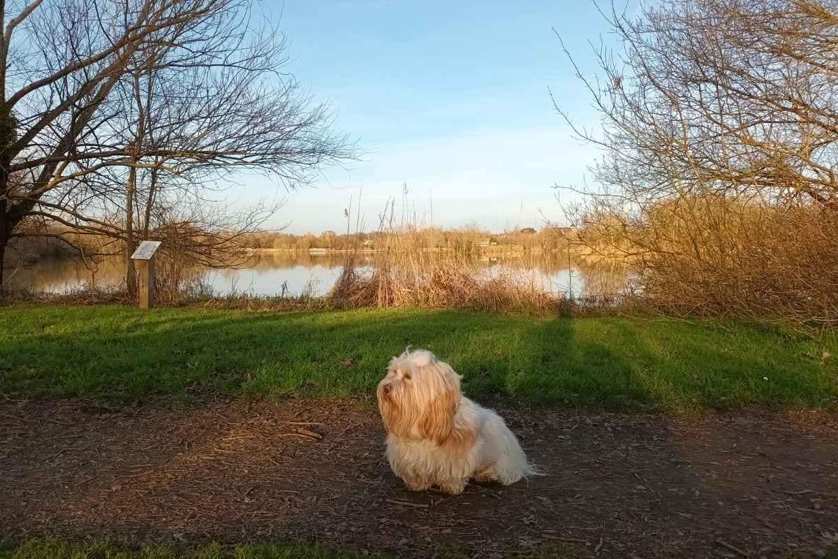 chien assis de race bichon havanais découvrant la faune et la flore du plan d'eau de la côte à cordemais lors de sa balade