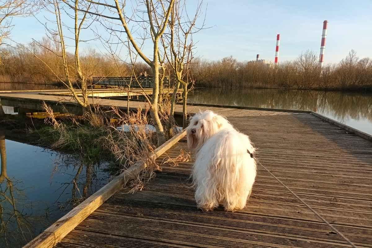 chien debout de race bichon havanais traversant la passerelle bois surplombant le plan d'eau de la côte à cordemais lors de l'une de ses balades en Loire-Atlantique