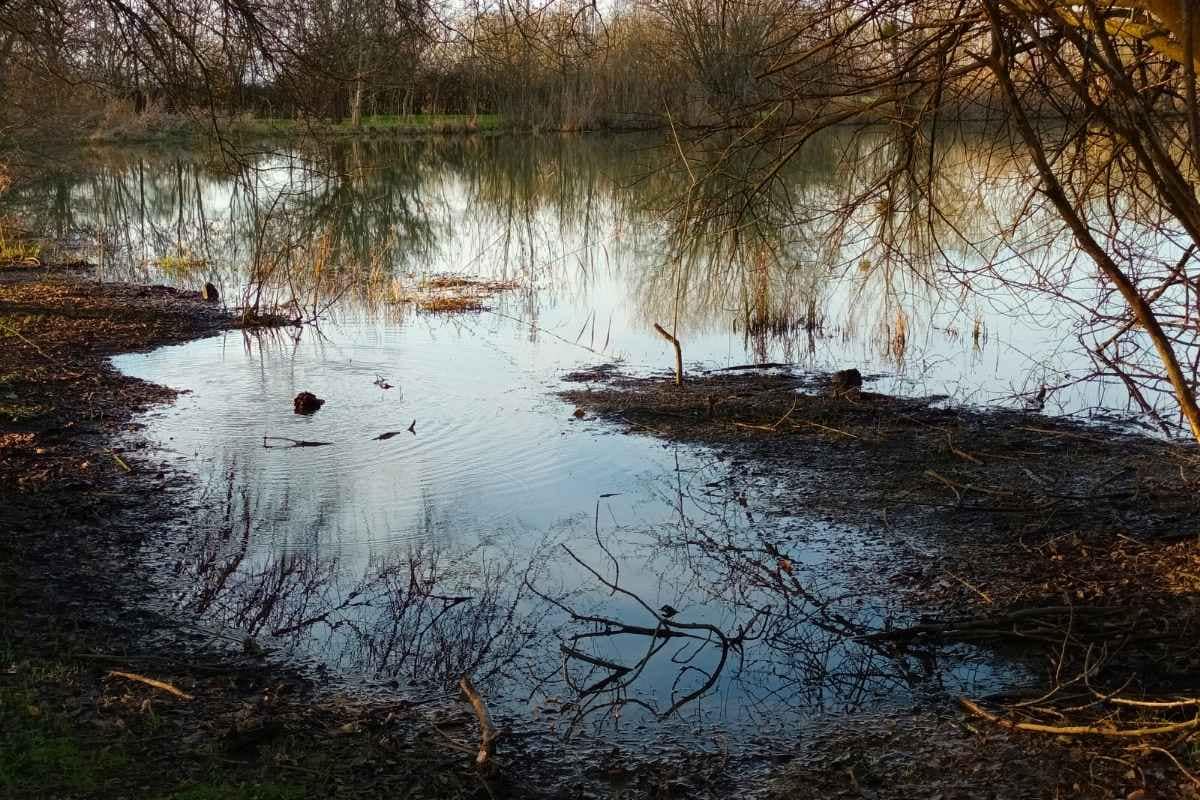 vue sur la zone humide du plan d'eau de la côte à cordemais lors d'une balade chien