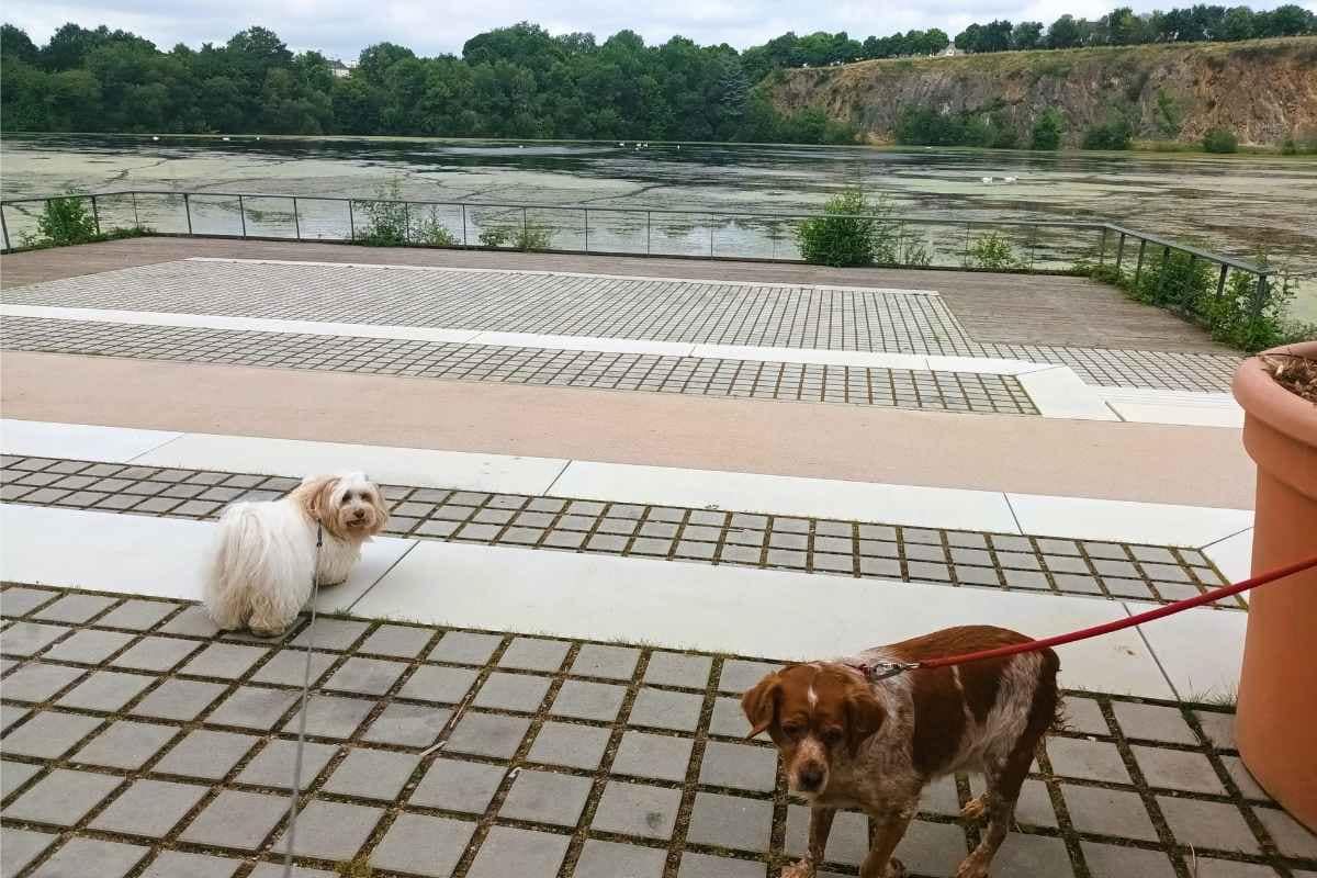 Parcs et Jardins avec son chien : bichon havanais et épagneul breton découvrant le parc de la carrière à Saint Herblain