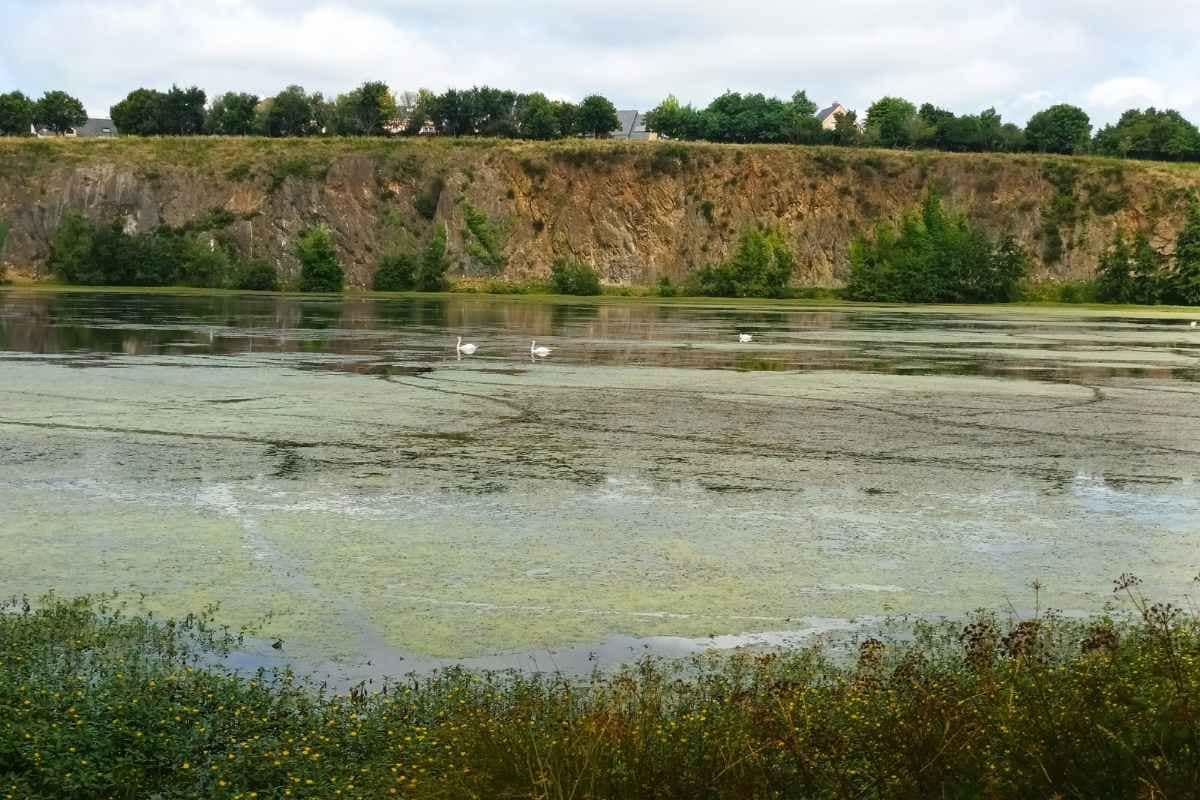 Parcs et Jardins avec son chien : oiseaux dans le plan d'eau du parc de la carrière à saint herblain devant les falaises ocres