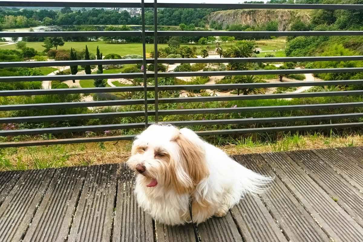 Parcs et Jardins avec son chien : bichon havanais baillant devant la vue panoramique du belvédère sur le jardin méditerranéen du parc de la carrière