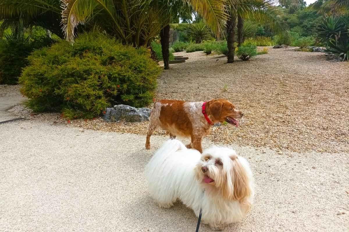 Parcs et Jardins avec son chien : bichon havanais et épagneul en balade dans le jardin méditerranéen à saint herblain