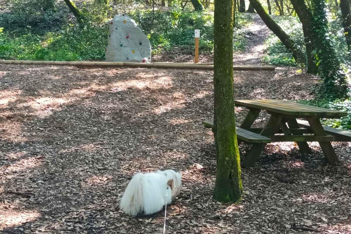 chien de race bichon havanais explorant la forêt le Bois Roy à Saint-Michel-Chef-Chef lors de sa balade en Loire-Atlantique près d'une table de pique-nique et du mur d'escalade pour enfants