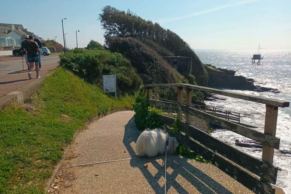 Chien de race bichon havanais dans la descente vers la plage de Saint-Michel-Chef-Chef juste en face du Bois Roy et