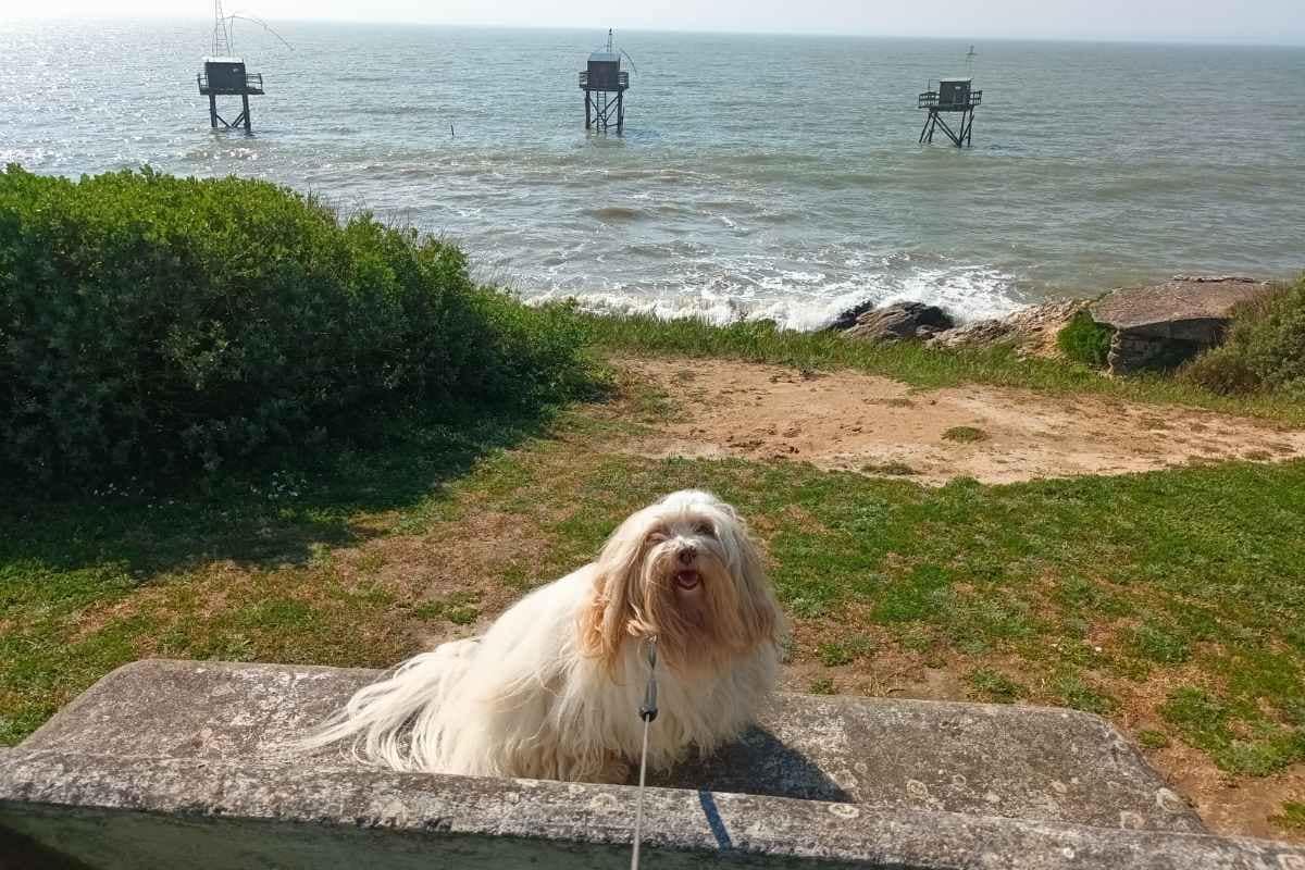 Chien de race bichon havanais assis sur un banc en pierre souriant devant les trois pêcheries dans la mer atlantique à Saint-Michel-Chef-Chef