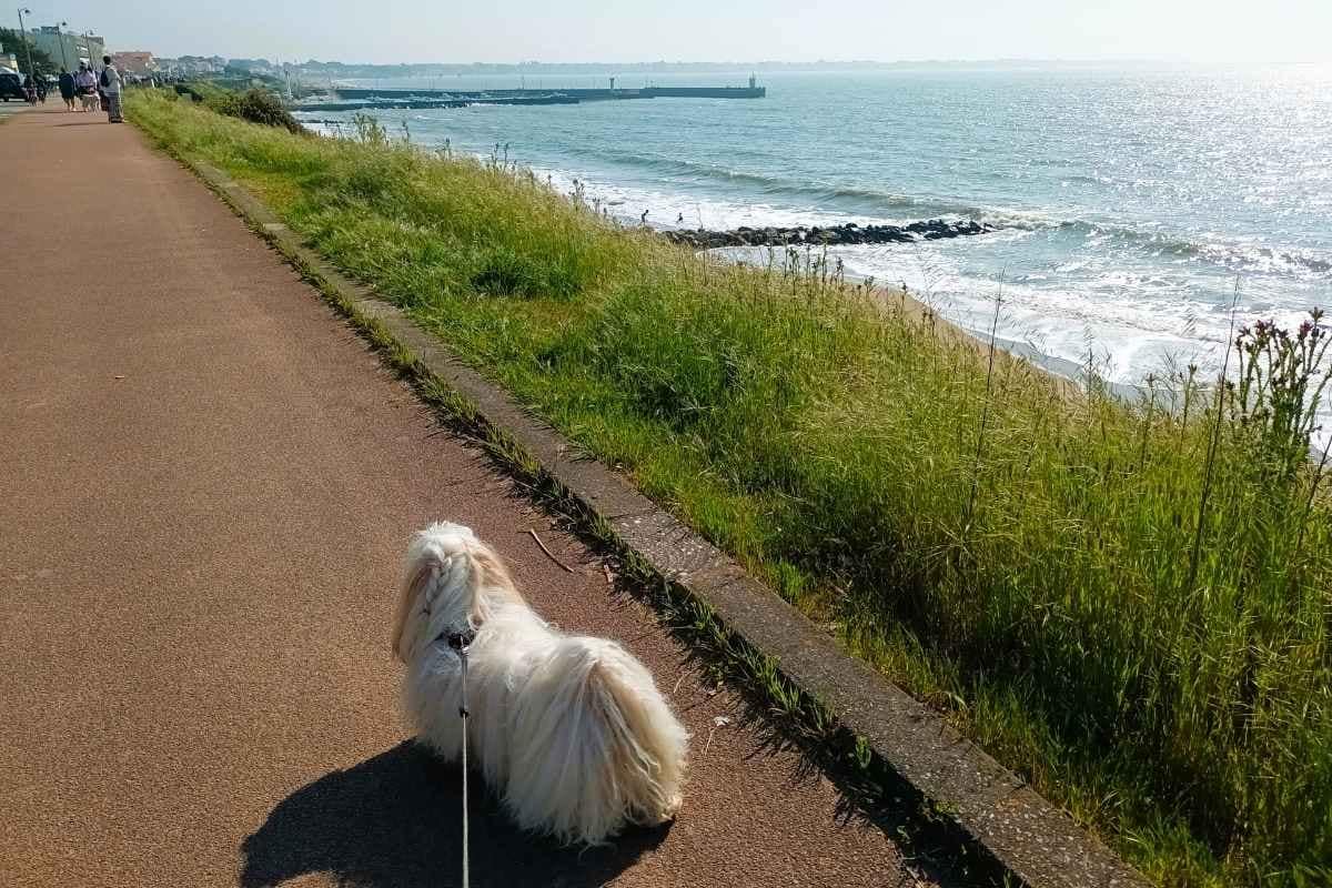 Chien de race bichon havanais se promenant sur la partie piétonne le long de l'herbe séparant la plage de Saint-Michel-Chef-Chef et regardant vers le port