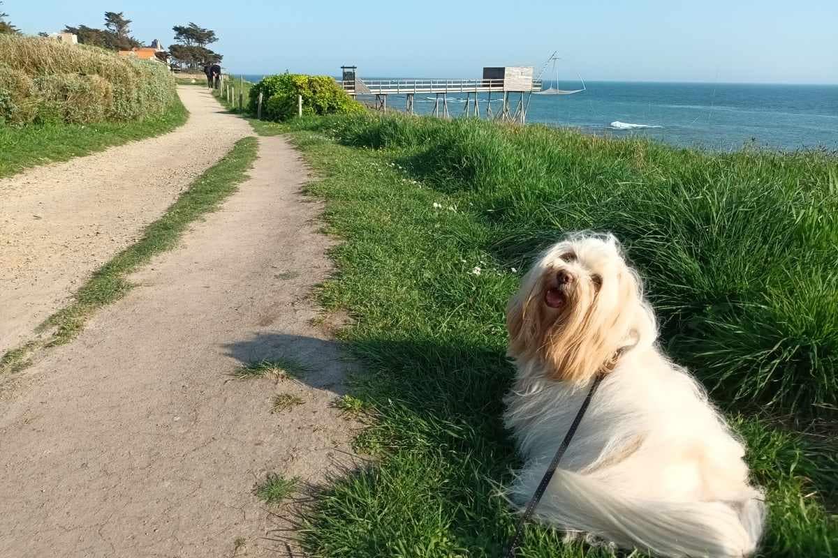 Balades & Randonnées avec son chien : bichon havanais heureux sur le sentier de Préfailles avec ses pêcheries