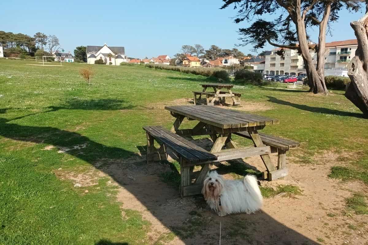 Balades & Randonnées avec son chien : Chien profitant de l'ombre d'un arbre devant une table de pique-nique